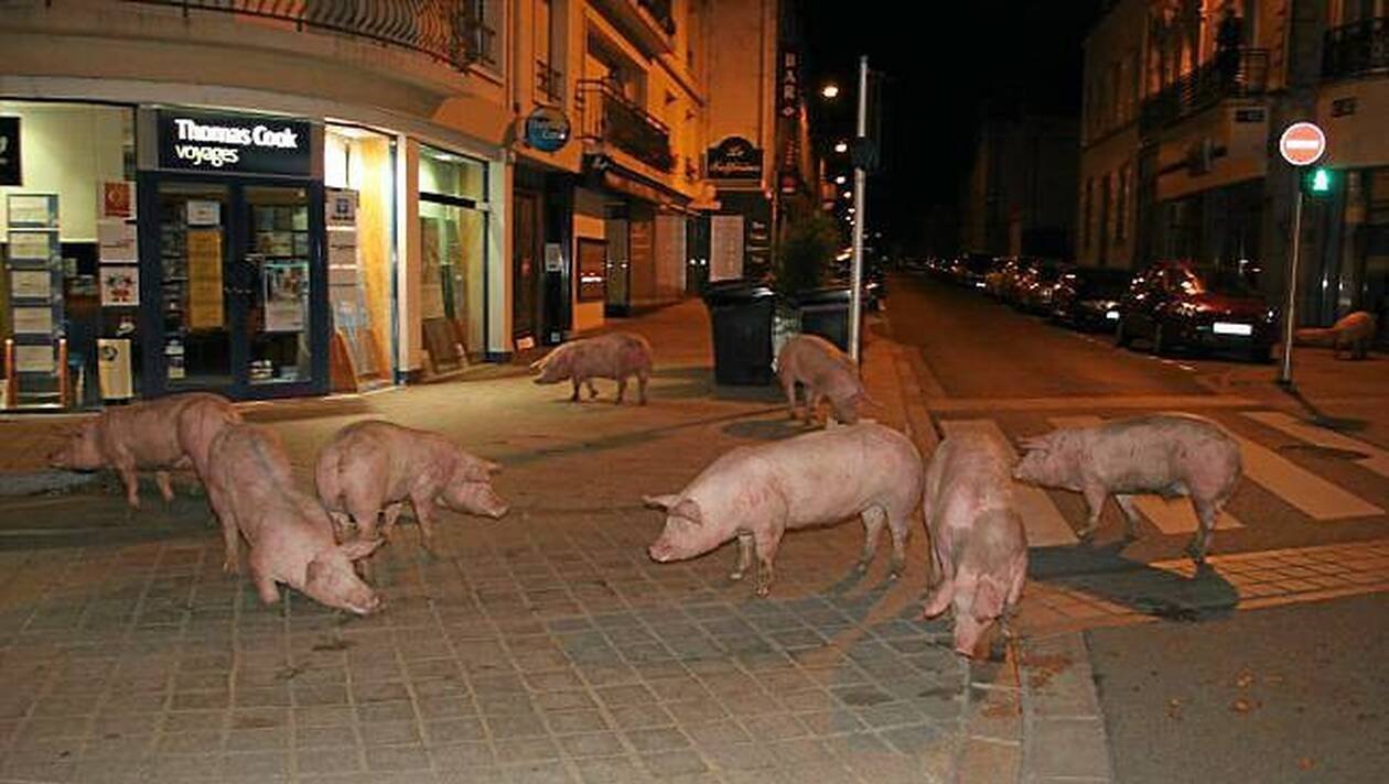 Свинки гуляют. Поросенок в городе. Свинья на улице города.