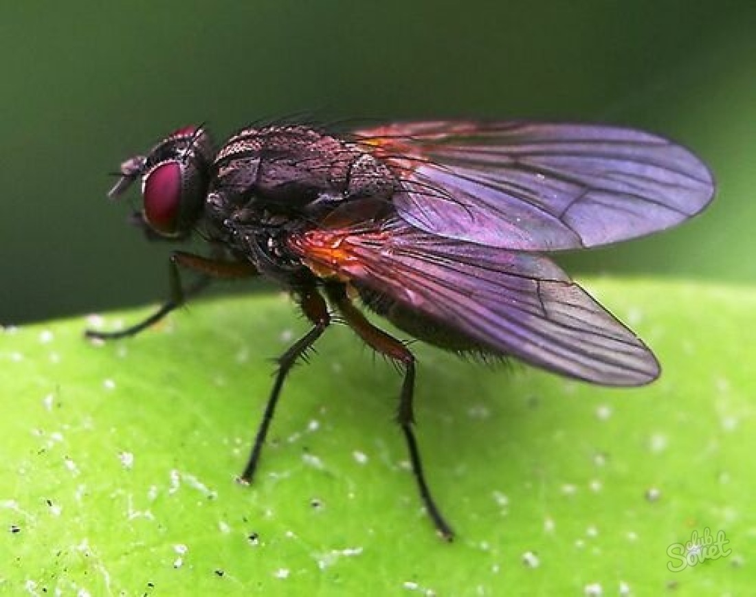 Змей муха. Муха краснохвостая. Муха (насекомое). Двукрылые насекомые. Муха фото.