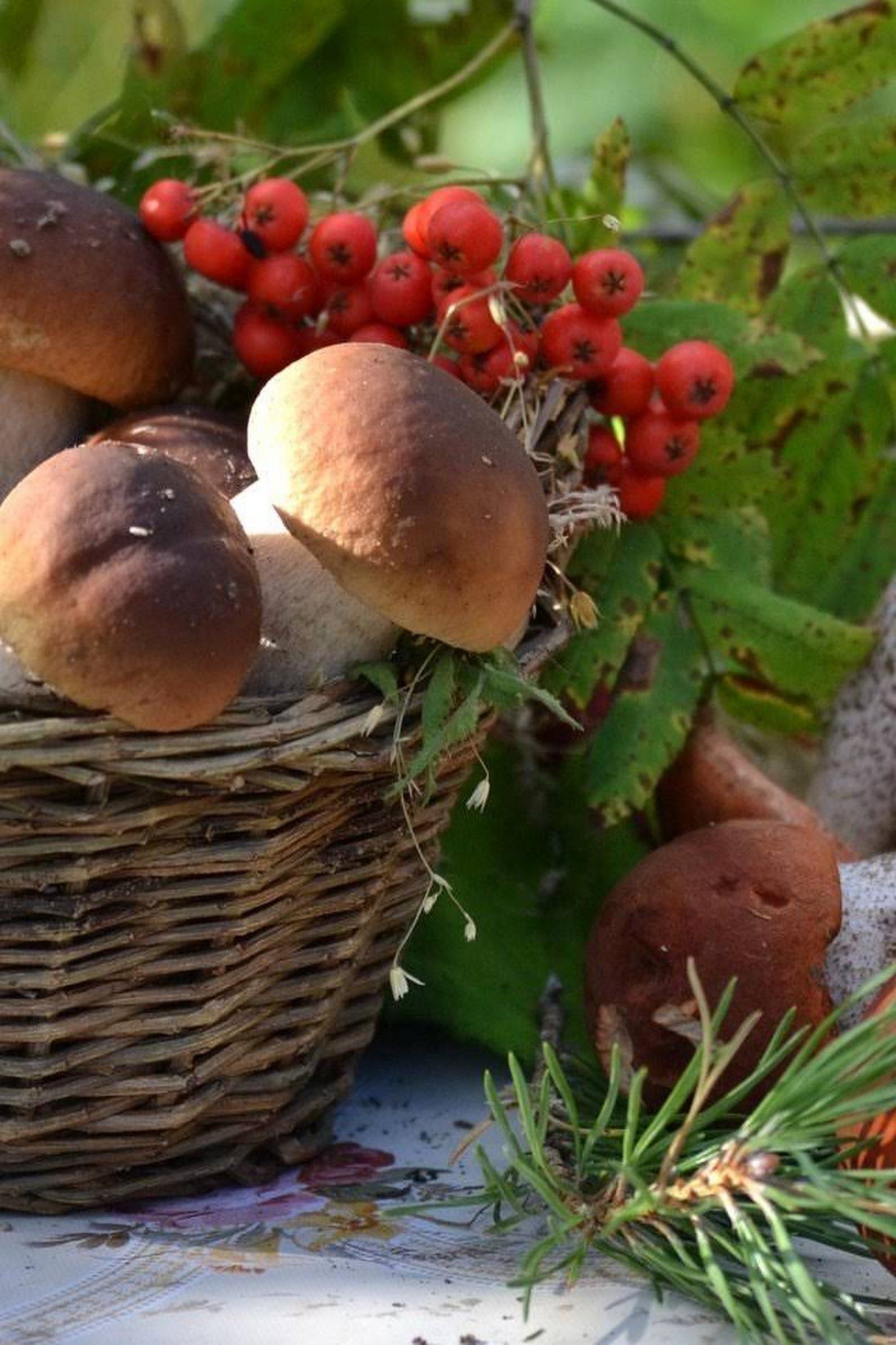 Свежие грибы и ягоды. Осень грибы. Осенние дары леса. Лес грибы ягоды. Корзина с грибами.